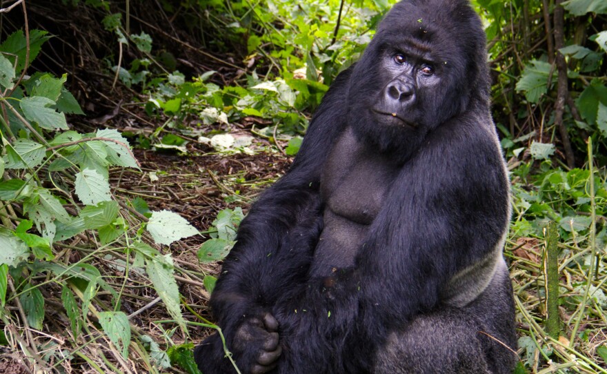 A mountain gorilla in Virunga National Park.