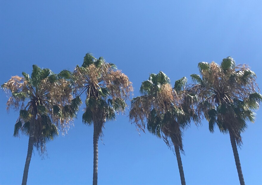 Palm trees and clear skies in San Diego County. Aug. 8, 2020.