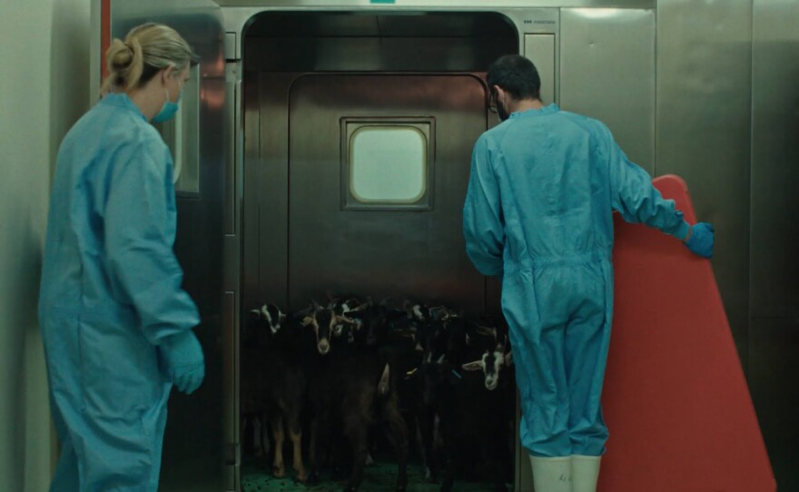A white man and woman wearing blue scrubs, masks and white boots stand on opposite sides of an open metal doorway looking into a small chamber filled with a group of black and white goats. The woman holds a large metal door open for the goats and the man opposite her holds a red foam board. The goats stare out of the chamber, caught in a moment of confusion.