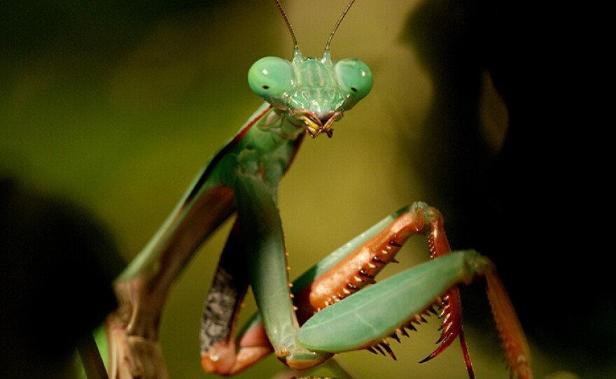 Giant rainforest praying mantis in Australia. From episode three “The Mating Game.”