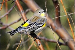 Nature Collective Hosts Wildlife Tour