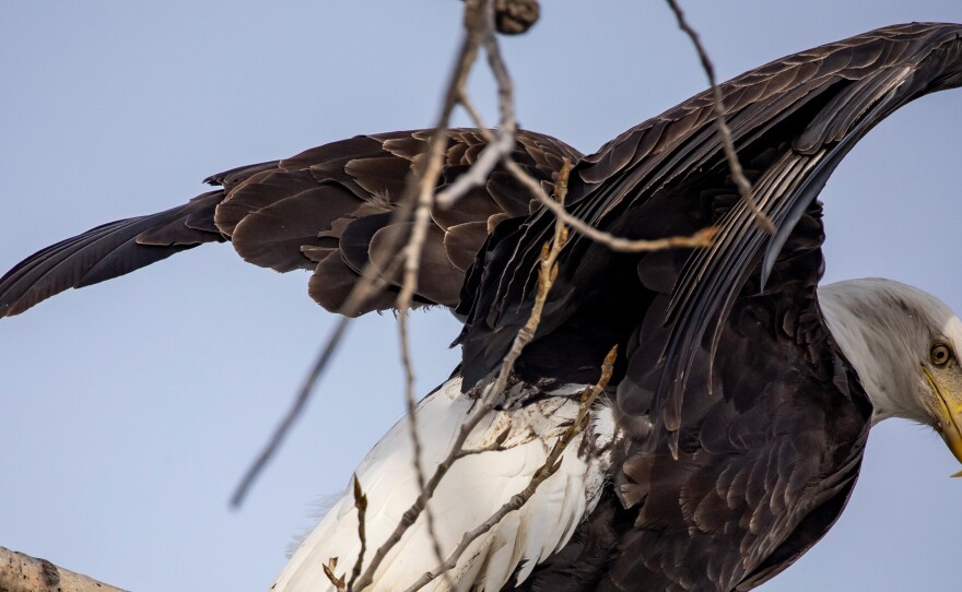 A bald eagle perches on a tree at Sunset Park in Rock Island, Ill., in March. A new study says that many species of birds increasingly moved into urban areas as human activity waned during the pandemic.