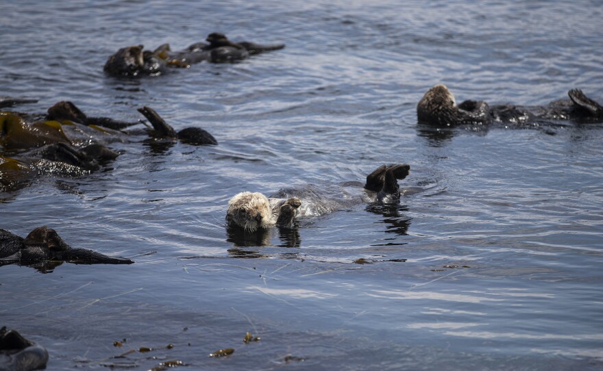 A family of sea otters swimming off the shore of Morro Bay on July 18, 2023. Residents are concerned that the offshore turbine project could affect animal life in the area.