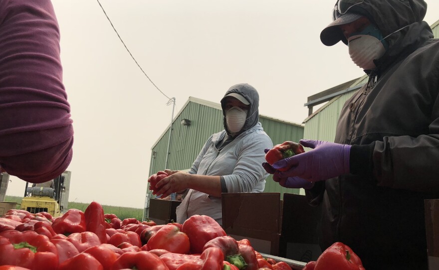 Workers in dust masks wash fresh red bell peppers in smoky conditions outside of Eltopia, Wash. Even with the masks, the smoke is still causing tight chests, itchy eyes and dry throats.
