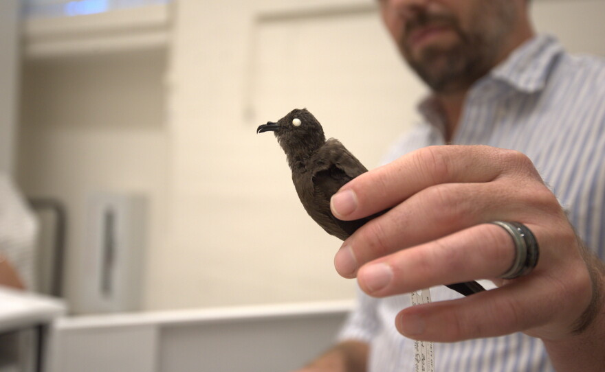 Ryan Terrill, the San Diego Natural History Museum's new curator of ornithology, holds a Wedge-rumped Storm-Petrel in the department's collection on Oct. 20, 2026.