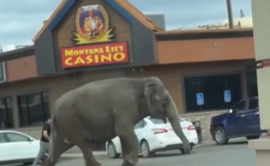 A screenshot of a video from the website Storyful shows an elephant walking through Butte, Mont., after escaping from a nearby circus on Tuesday.