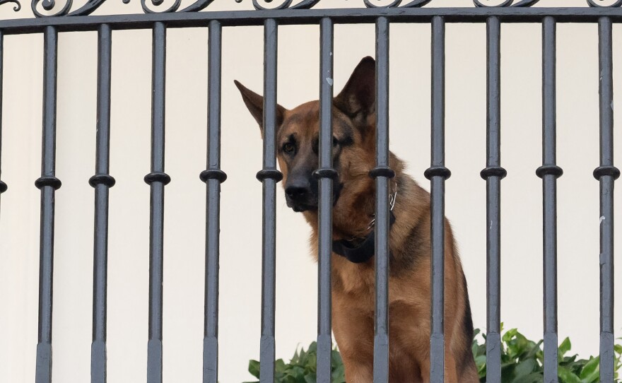 President Biden's dog Commander sits on the Truman Balcony at the White House on Sept. 30, 2023. The German shepherd is not staying at the White House at the moment after a series of biting incidents.
