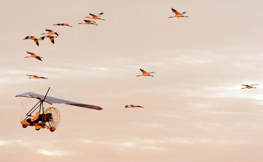 For 15 years, biologists in single-person, ultralight aircraft would each lead an experimental flock of young whooping cranes from Wisconsin to a winter home in Florida. But not anymore.