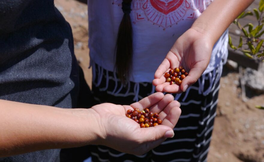 Native berries at the San Pasqual Reservation, San Diego County, Calif.