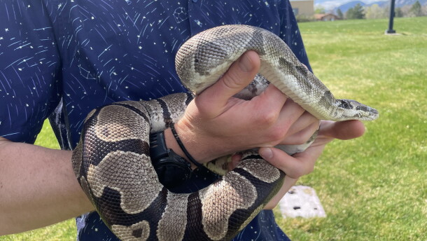Pythons have several unusual traits that scientists are studying for potential clues for treating human disease.