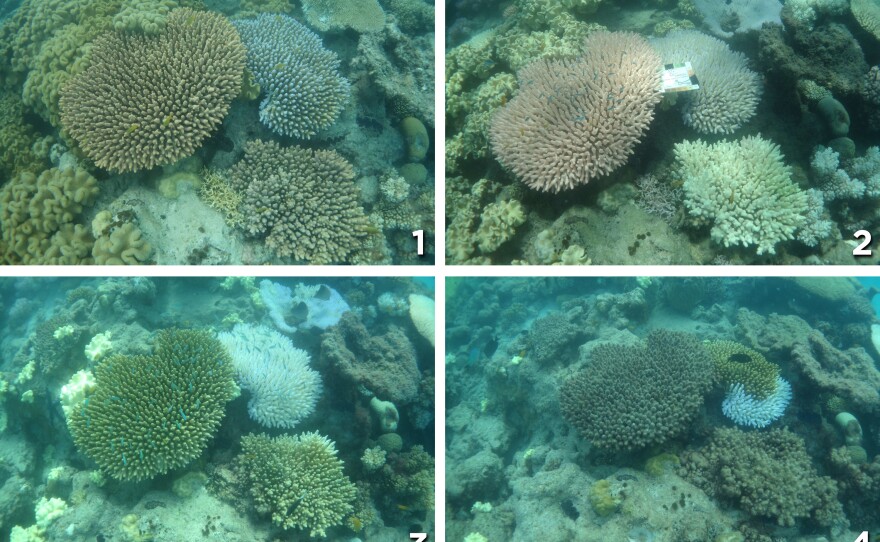 Photo (1), taken in Dec. 2015 shows healthy coral near Lizard Island. The coral in photo (2) from March is bleached. In April, as shown in photo (3), algae begin to grow on the coral. Finally, in photo (4) from May, you can see heavy algal overgrowth.