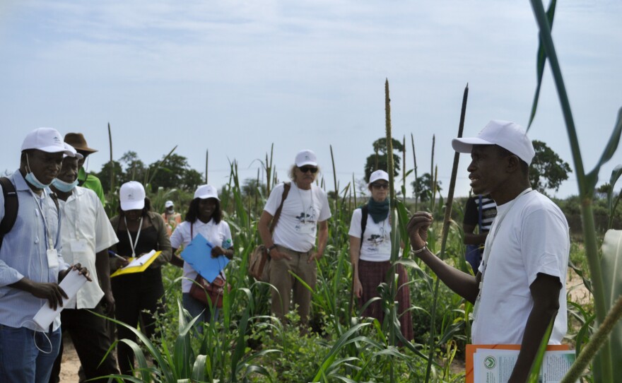 University of Thiès agricultural researcher Ibrahima Diedhiou, right, speaks to farmers, students and researchers at an agricultural research field outside Thiès, Senegal. Diedhiou, along with the American nonprofit Agro-Shrub Alliance, put on a field day to showcase research into how <em>Guiera senegalensis </em>shrubs can increase crop yields.