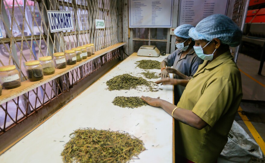 Employees at the factory of the Harrisons Malayalam Ltd. Lockhart Estate in the highlands of Munnar sort dried tea leaves by size and color. Tea workers here and throughout the state benefited from the labor action initiated by the Women's Collective at the Kanan Devan Hills Plantation.