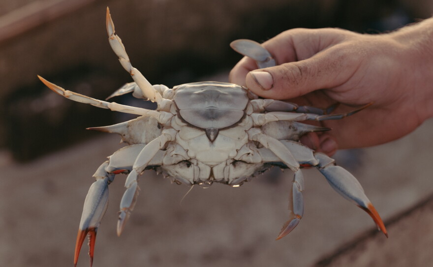 Jack Torney, 23, holds a crab he's just caught in Galesville, Maryland, on a tributary of the Chesapeake Bay.