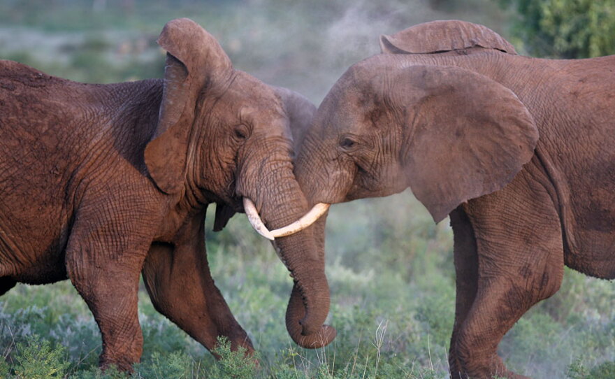 African elephants are expected to be at the center of a contentious debate about ivory sales at next week's CITES meeting. Delegates will try to resolve disputes about other animals, including bluefin tuna and hammerhead sharks.