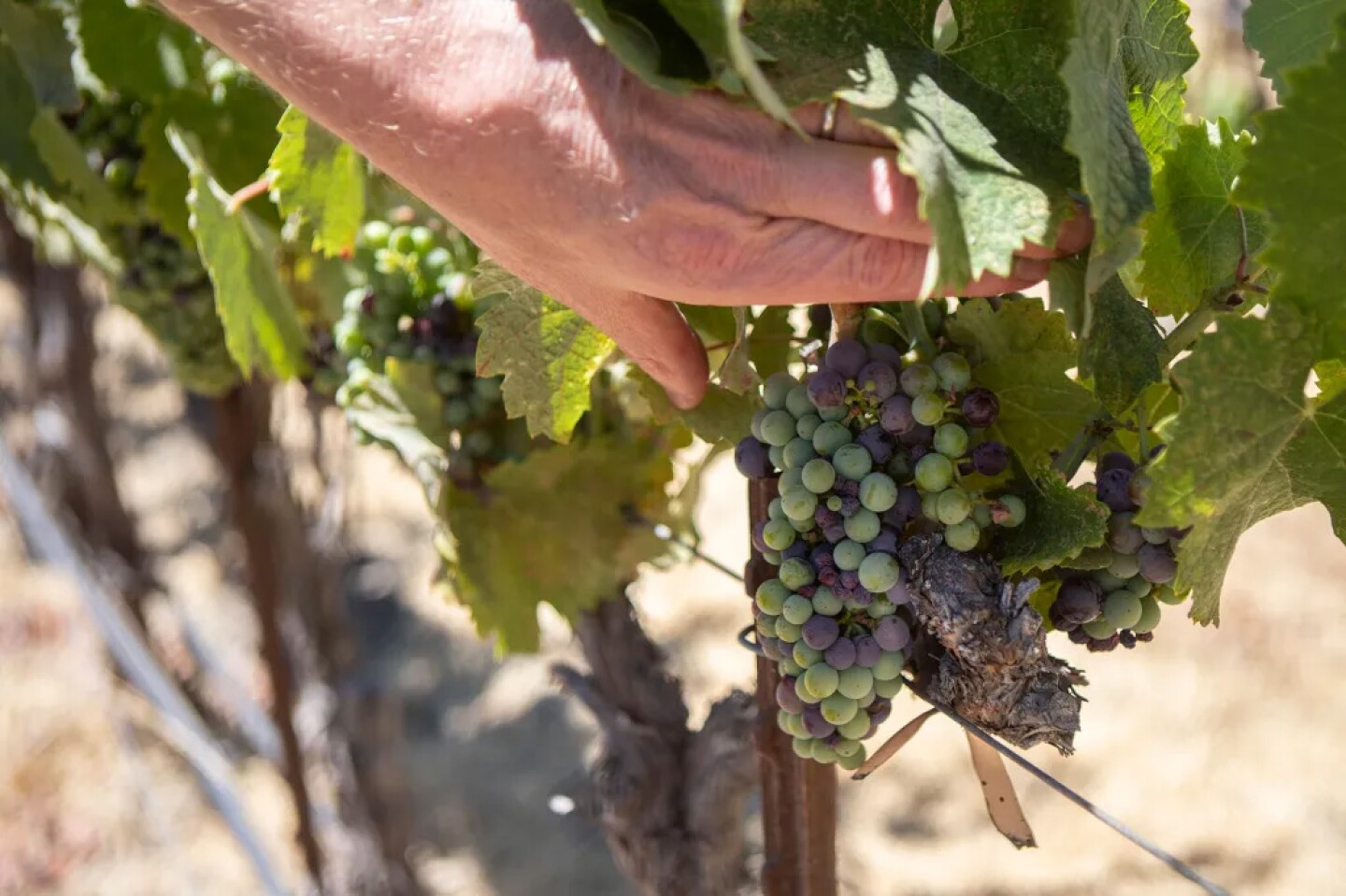 Jason Haas, owner of Tablas Creek Vineyard, inspects the grapes growing on vines at his vineyard in Paso Robles on July 30, 2025.