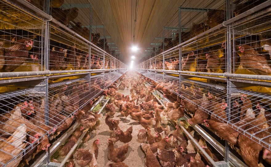 A view inside a cage-free "aviary" chicken house, designed by Big Dutchman.
