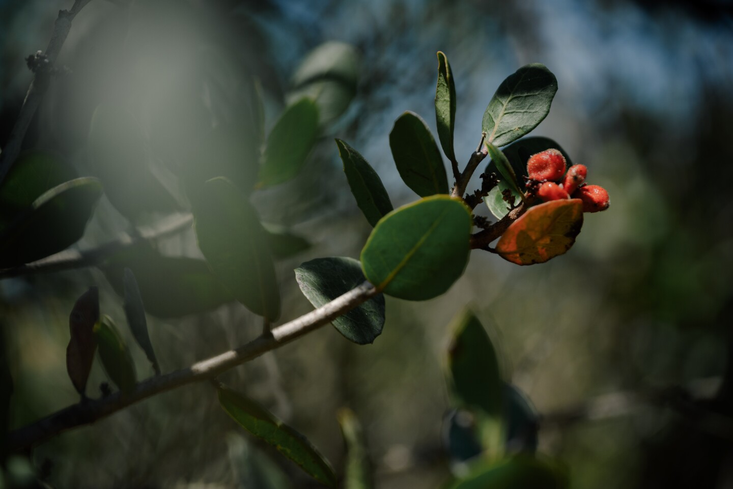 A lemonade sumac berry is pictured in the canyon next to Kumeyaay Park in Chula Vista on June 25, 2024. City fire officials said the native species is one of the most overgrown shrubs throughout the city's canyons.