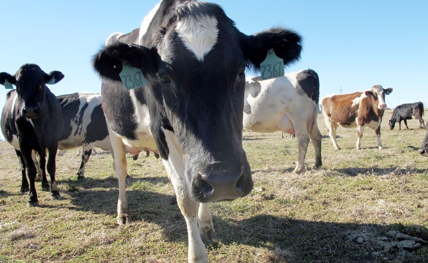 Fletcher collaborated with her family to start Edgewood Creamery last summer.