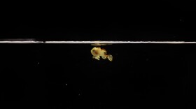 This juvenile warty frogfish was raised in captivity at the Shedd Aquarium.
