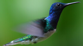 White-necked Jacobin