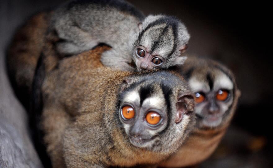 Aotus lemurinus, a type of owl monkey also referred to as the gray-bellied night monkey, seen here at the Santa Fe Zoo, in Medellin, Colombia.