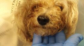  A photo of the abandoned poodle in Escondido is shown in this undated photo. 