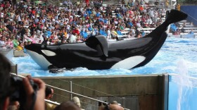 Tillikum, the killer whale at the center of the documentary "Blackfish," is seen in this undated photo. 