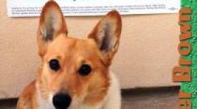 Sutter, Governor Jerry Brown's dog, who the governor says supports Yes on Prop 30.