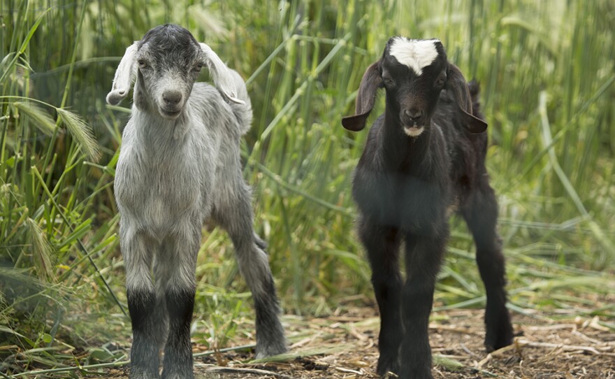 Two goats on Mount Etna, Italy.