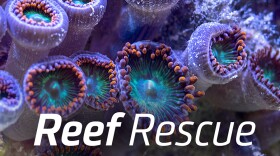 Focus stacked macro time lapse of Zoanthids opening up.
