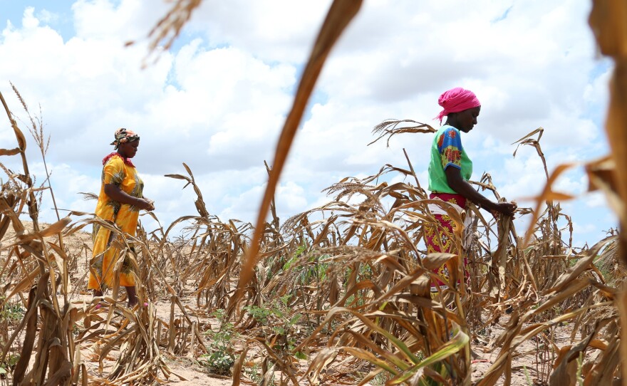 Villagers stand in a withered maize crop field in Kenya in March. The United Nations relief agency said the Horn of Africa is experiencing one of its worst droughts in recent history. Climate change is driving more severe droughts around the world.