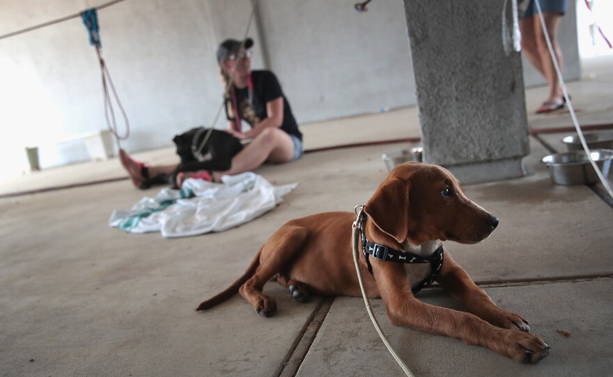 Dogs rescued from floodwater wait to be transferred to a shelter after torrential rains pounded Southeast Texas following Hurricane and Tropical Storm Harvey on Sept. 3, 2017 in Orange, Texas.