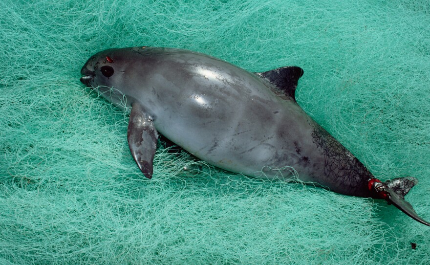A vaquita caught as by-catch in Baja California, Mexico. Accidental entanglement in fishing gear is one of the biggest threat to this species, which is down to only 60 animals.