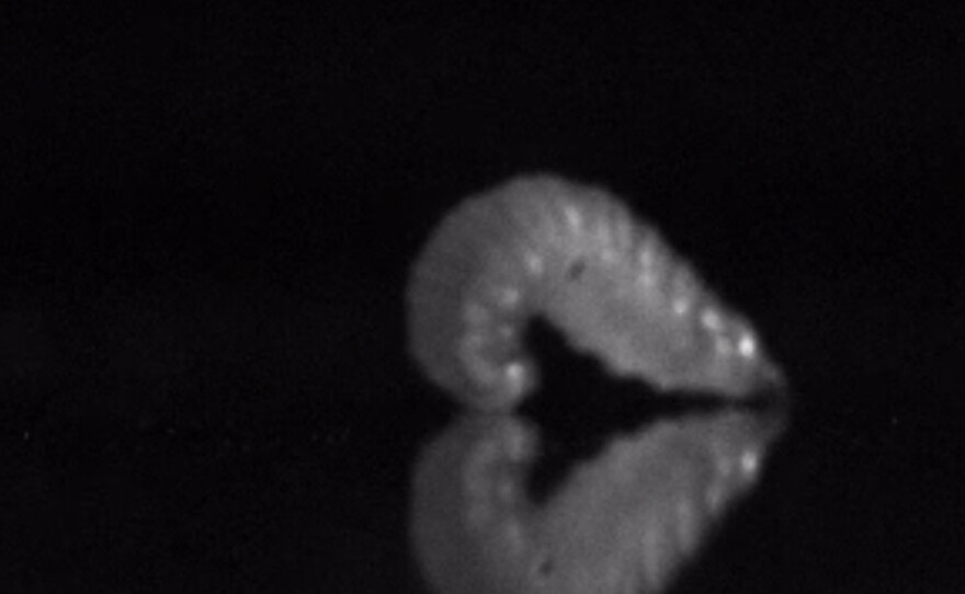A goldenrod midge maggot begins to form a loop.