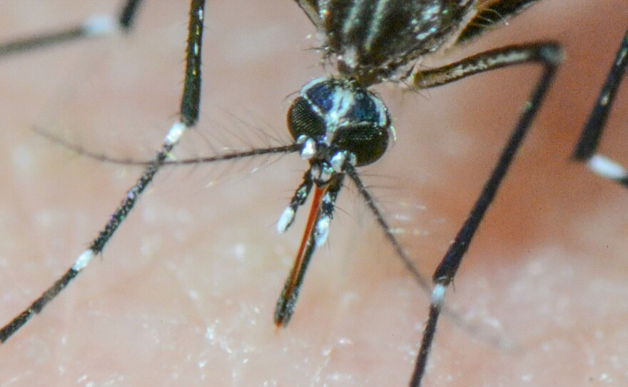 Aedes Aegypti looks for a meal.