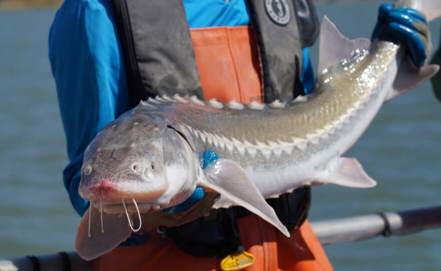 Recent results from white sturgeon monitoring surveys by the California Department of Fish and Wildlife (CDFW) suggest the white sturgeon (Acipenser transmontanus) population has continued to decline.