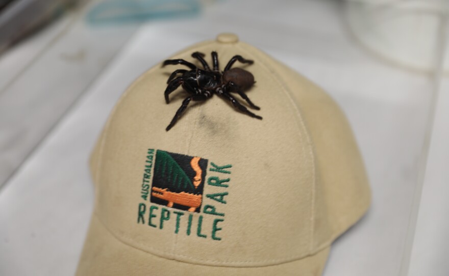 The massive spider possesses a potentially deadly bite with fangs strong enough to pierce through a human fingernail.