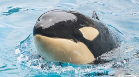 Amaya, a female orca, sticks her head out of the water at SeaWorld San Diego in this undated photo.

