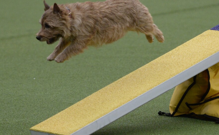 A terrier makes a mighty leap off a ramp.