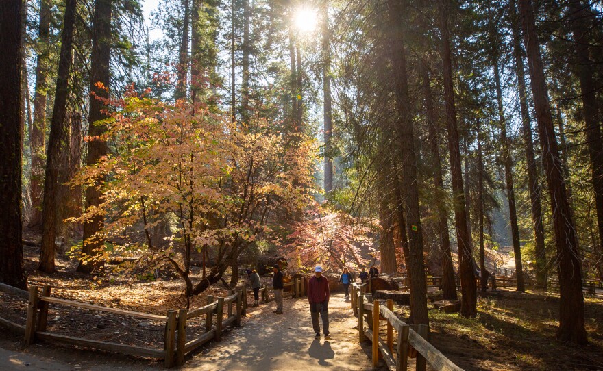 Light streams through the trees in Grant Grove in Kings Canyon National park.