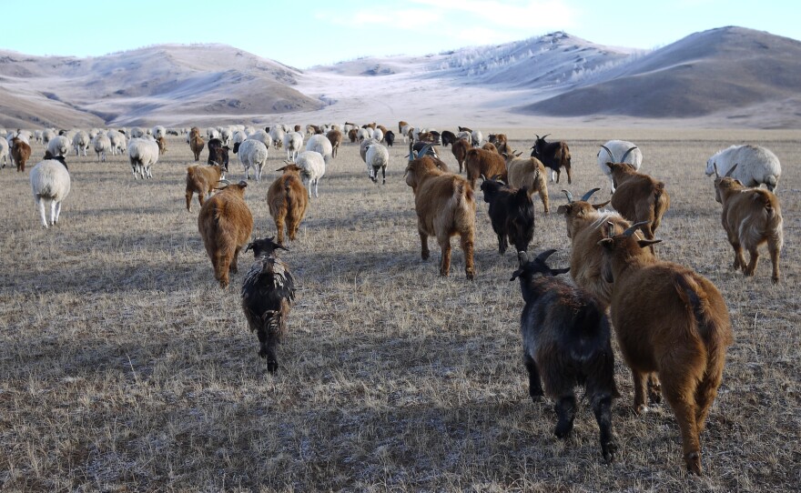 Lkhagvajav Bish's herd of cashmere goats feed on the winter grass in a valley in northeastern Mongolia. The goats' sharp hooves cut through the soil surface, and their eating habits — voraciously ripping up plants by their roots — prevent the grassland from thriving.