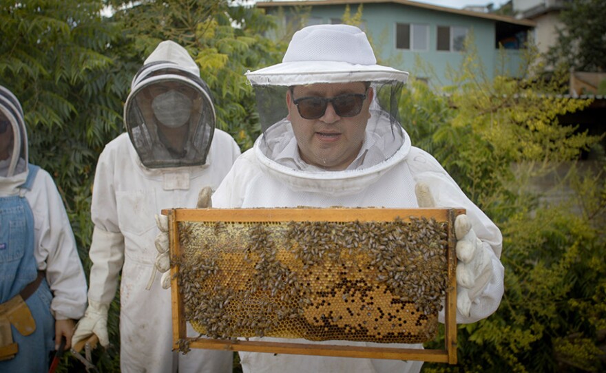 Host Jorge Meraz (right) nervously holds a panel from a bee hive as Roberto Rico shows his apiary
