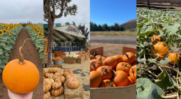 Plaza Bonita, National City Pumpkin Station