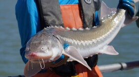 Recent results from white sturgeon monitoring surveys by the California Department of Fish and Wildlife (CDFW) suggest the white sturgeon (Acipenser transmontanus) population has continued to decline.