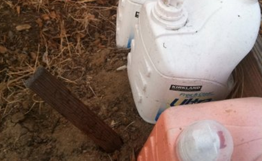 Gardeners use old laundry detergent bottles to haul water to the garden from their homes.