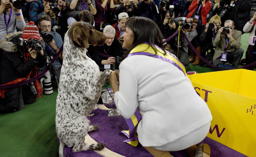 Handler Valerie Nunes-Atkinson shares a moment with German shorthaired pointer C.J. after he won Best in Show at the 140th Annual Westminster Kennel Club Dog Show on Tuesday.