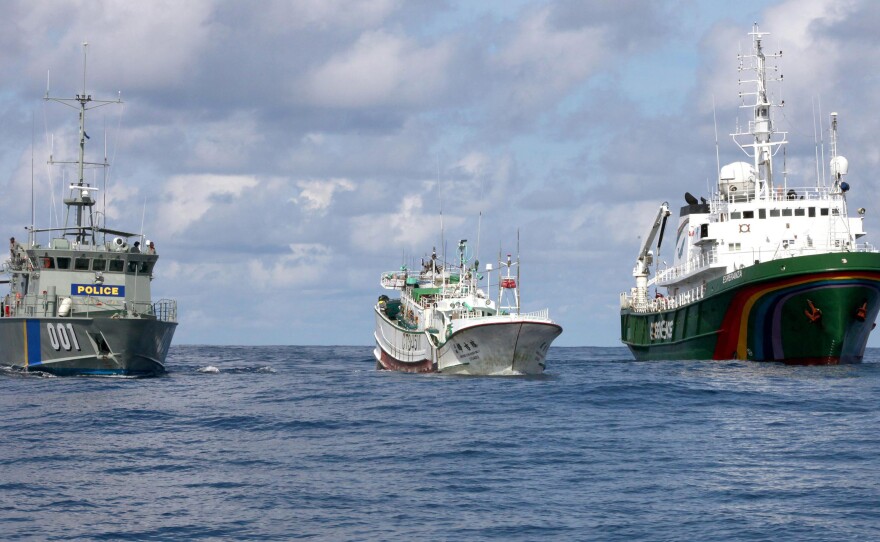 A Palauan law enforcement vessel (left) escorts a Taiwanese longline fishing vessel (center) and a Greenpeace ship (right) at sea in the Exclusive Economic Zone of the Pacific island nation in 2011. The 'Taiwanese ship was suspected of illegal shark finning in the area.