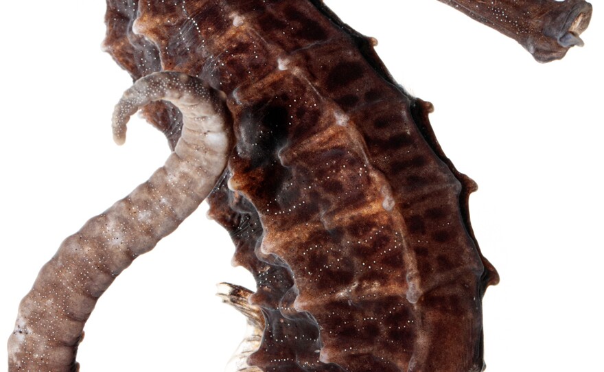 Line Seahorse Hippocampus erectus Specimen No. 11; 6 inches tall; Birch Aquarium Scripps Institution of Oceanography, La Jolla, California