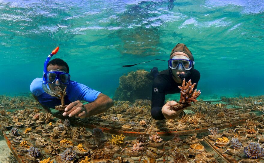 Tourists go snorkeling in Fiji. Tourism has taken a major hit in the Pacific.